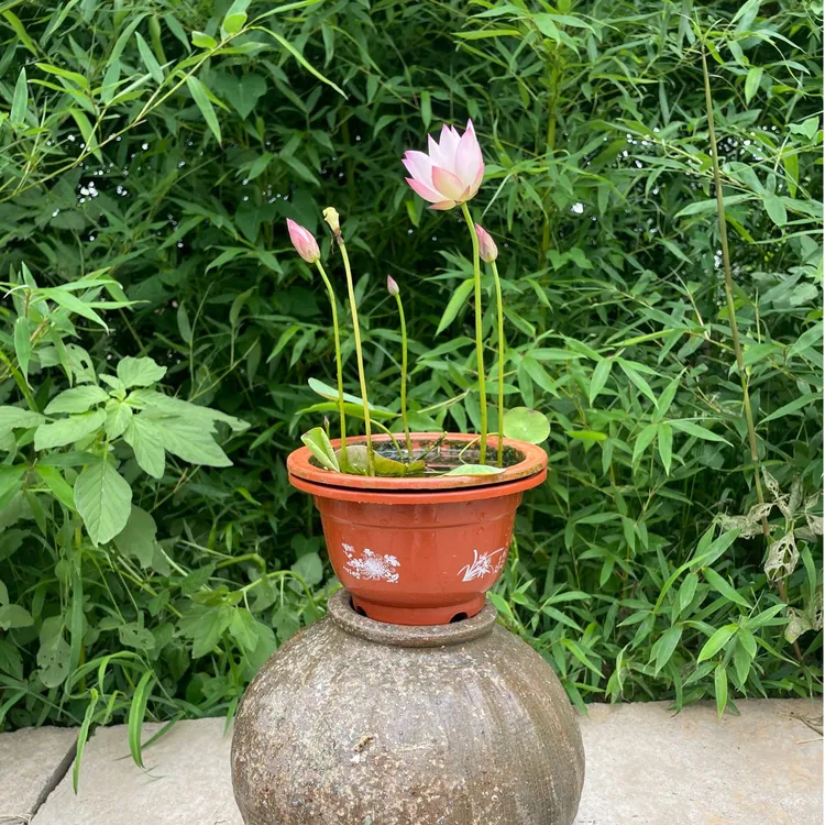 《籽播成品》碗莲娇嫩叶子花苞邮寄会有枯萎介意勿拍看置顶养护视频