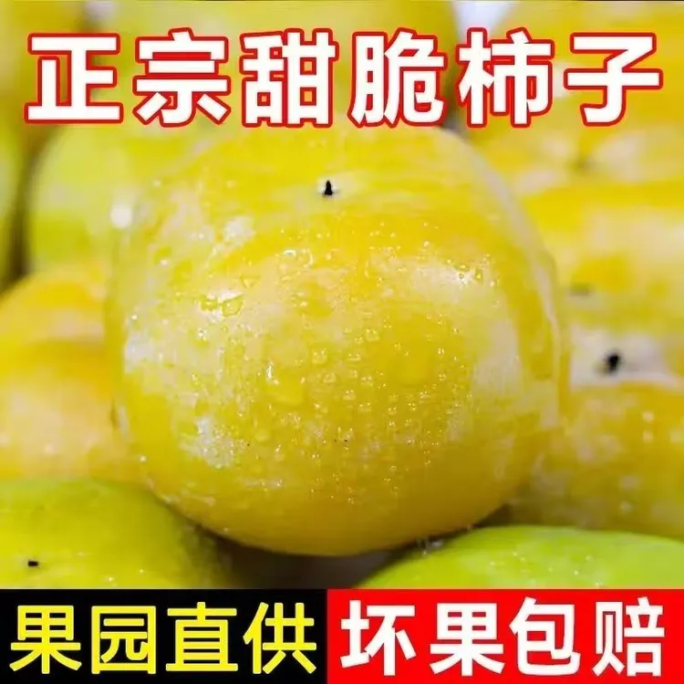 高山农家自种脆甜柿子当季新鲜水果果园直采现摘现发