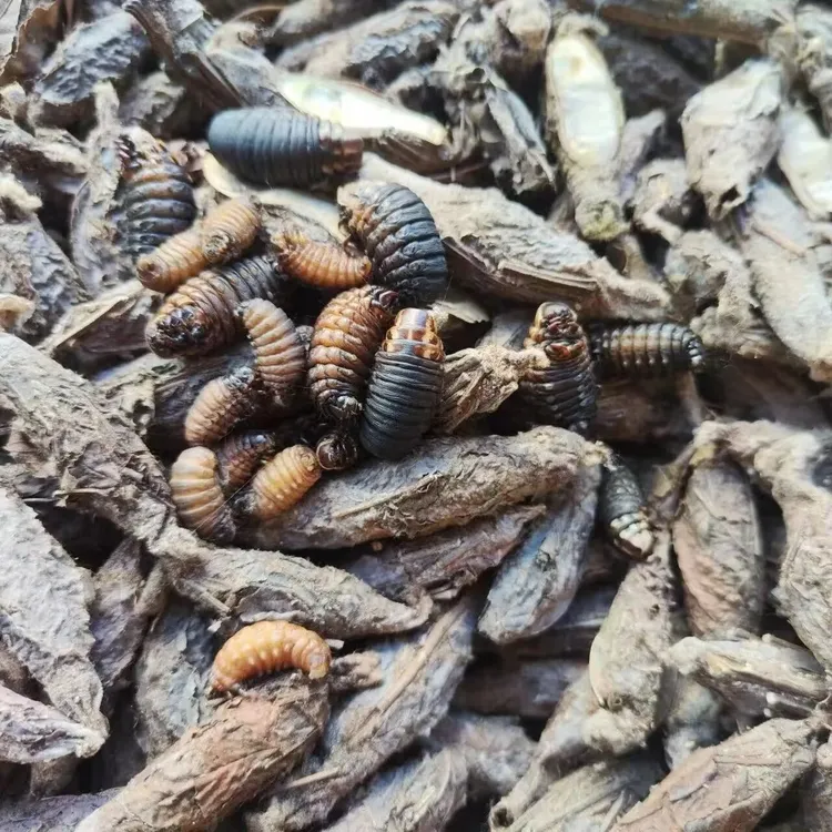 山东灰壳（小黑虫中皮虫 大虫）画眉鸟笼绣眼黄豆四喜活虫壮膘提性