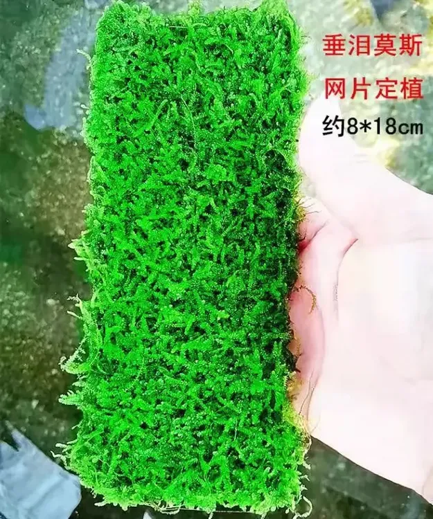 垂泪莫斯草坪入缸成景鱼缸造景无需底沙水草泥