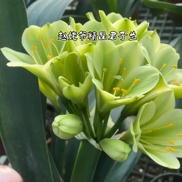 君子兰绿花苗4-5片叶绿百合 开花带香味明年开花高端绿植阳台书房