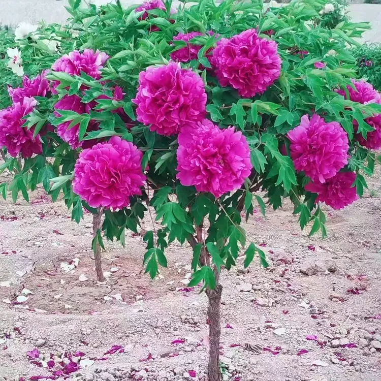 正宗观赏独杆牡丹花树直杆牡丹树形牡丹大花重瓣牡丹庭院种植鲜花