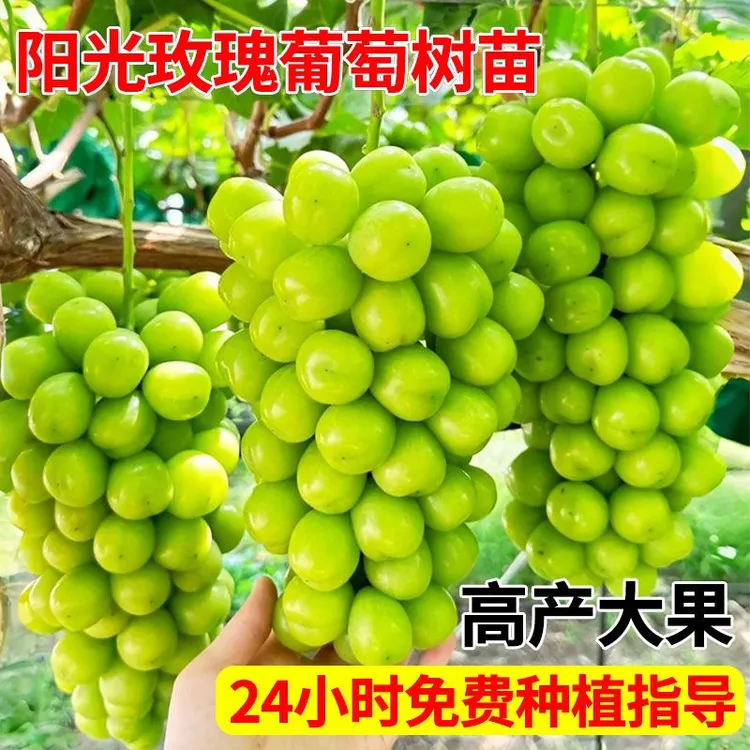 （一物一拍）庭院特大阳光玫瑰葡萄树苗巨峰盆栽南方北方种植地栽