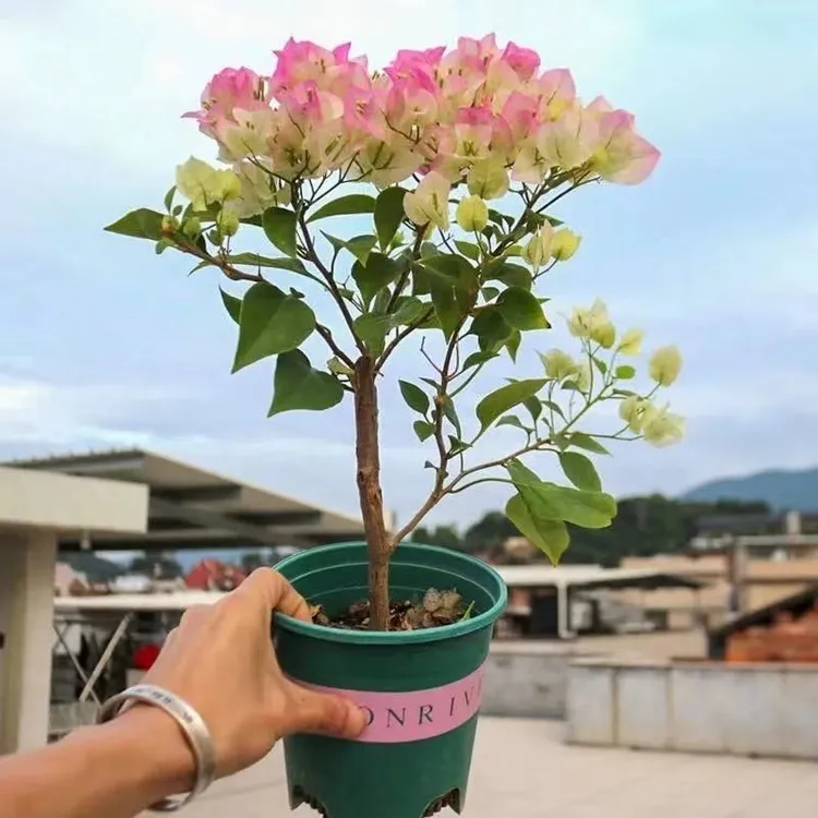 三角梅盆栽原土发货庭院爬藤四季开花