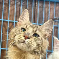 来了姊妹-棕白缅因猫-妹妹-41