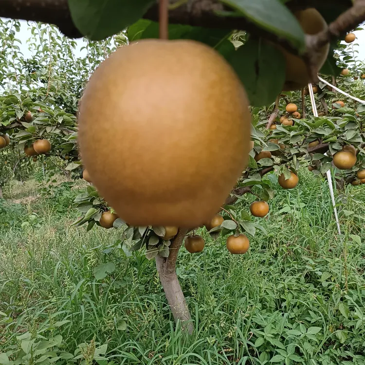正宗黄花梨自然成熟现摘现发