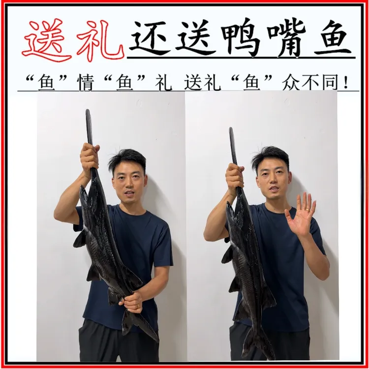 鸭嘴鱼顺丰包邮活鱼鲜活到家无鳞无刺软骨鱼鸭嘴鲟可送礼食用观赏