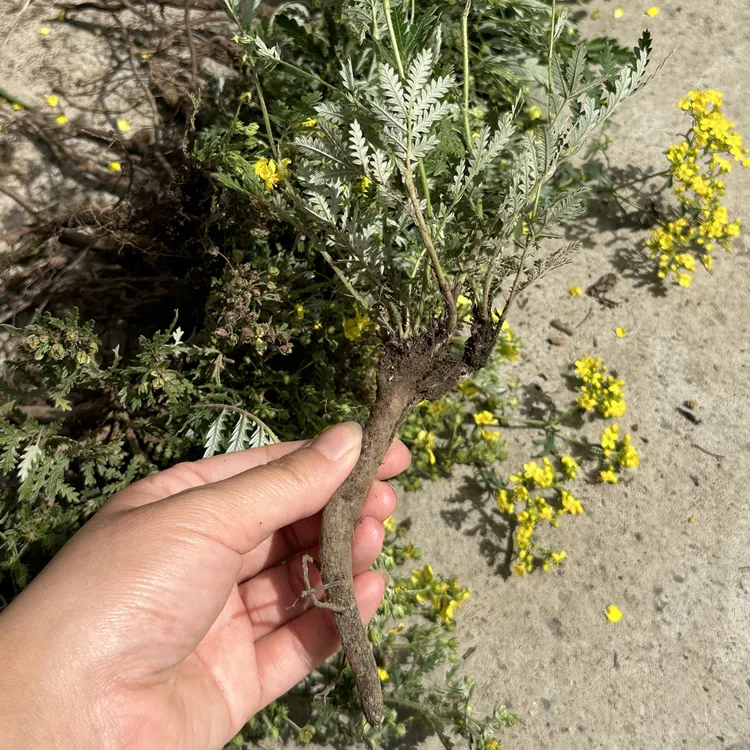 山里野生本草｜野生翻白草新鲜整颗带根鸡腿根搭配地骨根水洗农产