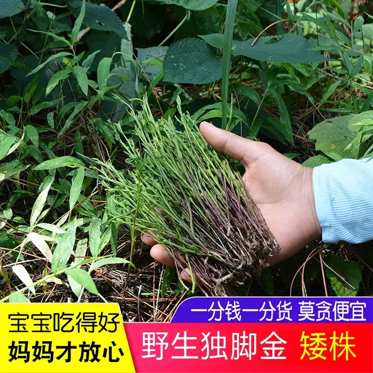 饶平本土正宗金锁匙独角金10g