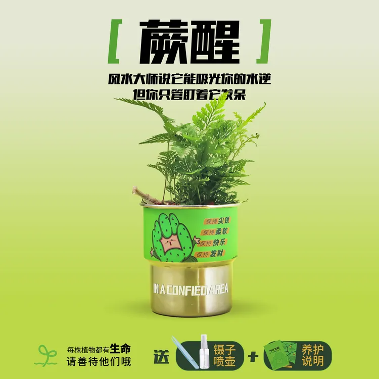 【双11】方寸之间-蕨醒狼尾蕨办公室桌搭好养自然引力桌面绿植