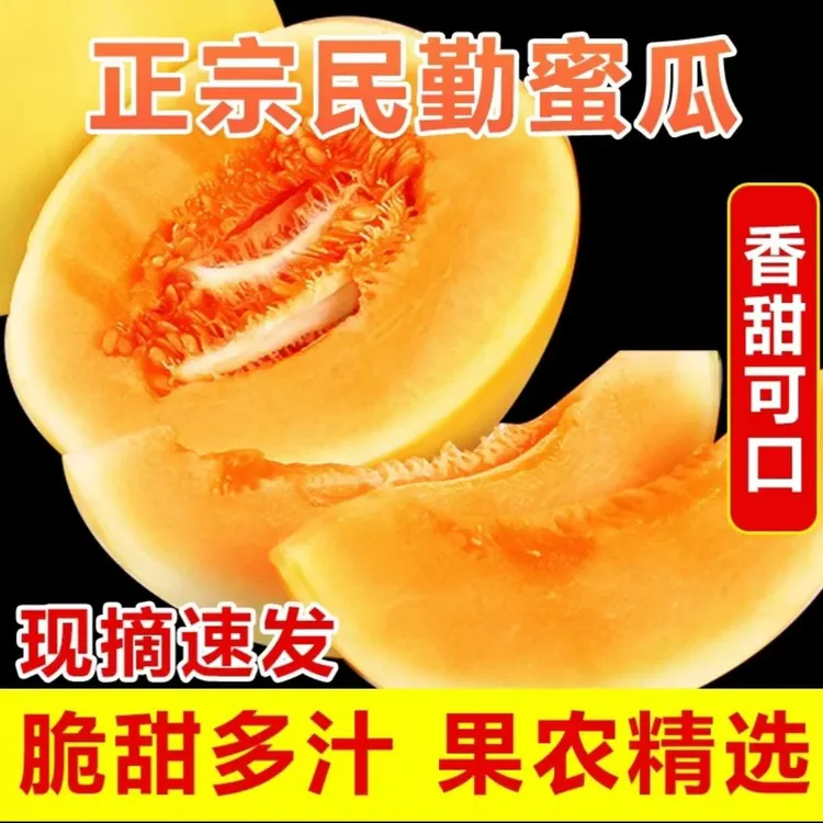 甘肃民勤沙漠蜜瓜金黄河蜜新鲜水果当季直发包邮