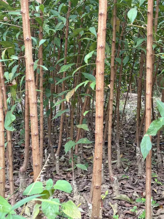 贵州镇宁六马原产地蜂糖李树苗