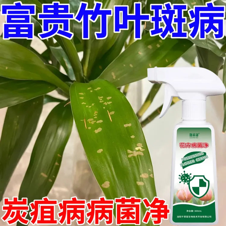 富贵竹叶斑病专用营养液肥料炭疽病褐斑病黄叶病枯萎病花卉病菌净