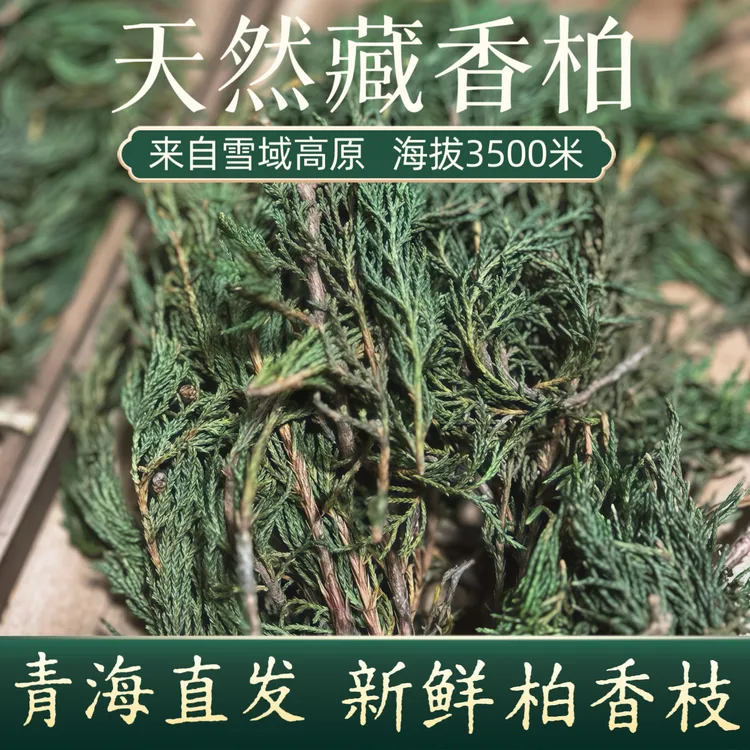 高原藏香柏天然植物净化香薰藏柏香枝叶家用香薰