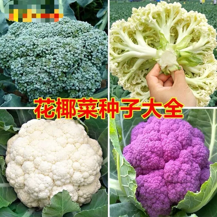 西兰花种孑西蓝花菜种子松花菜种籽花椰菜紫色花菜种四季蔬菜种子