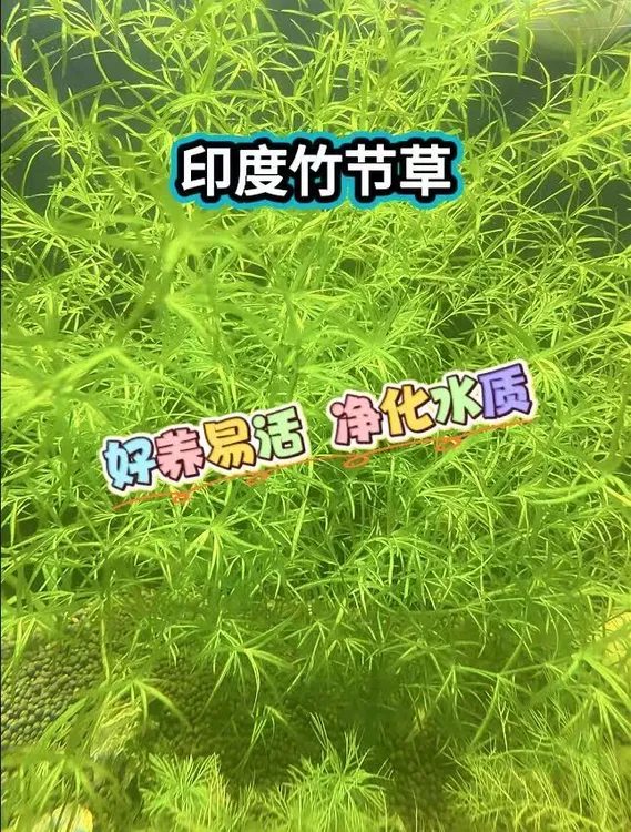 竹节草新手好养无需光照净化水质鱼缸造景水草孔雀鱼黑壳虾躲避