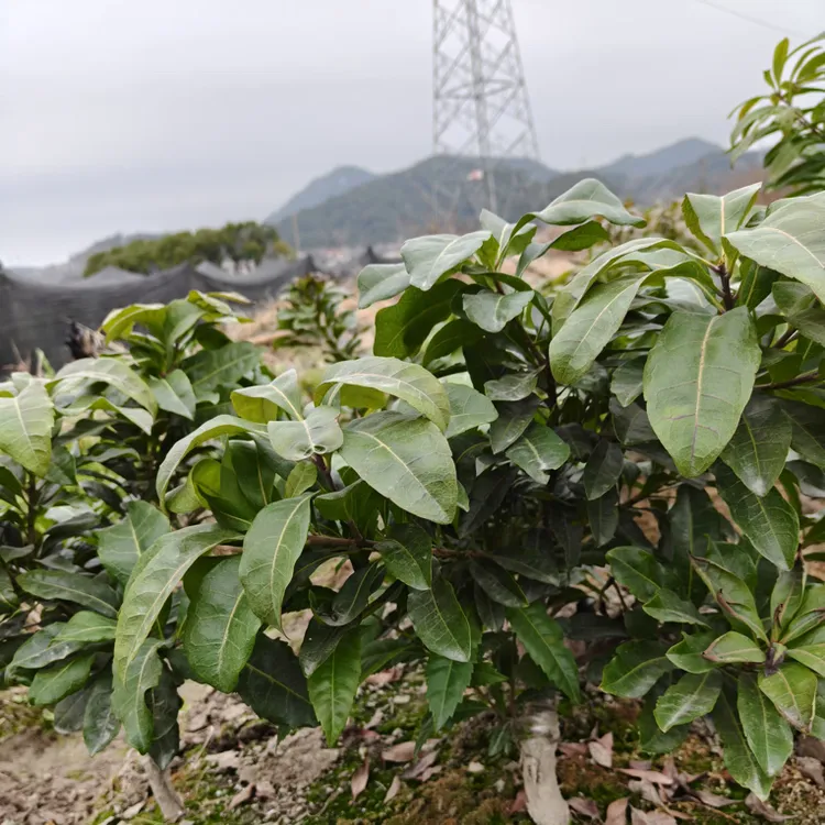 永冠杨梅苗正宗永冠2年杯苗带土发货