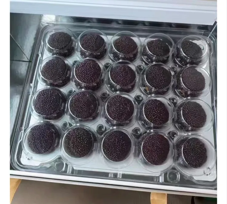 贡品级杨梅正宗丈亭梅溪杨梅自然成熟