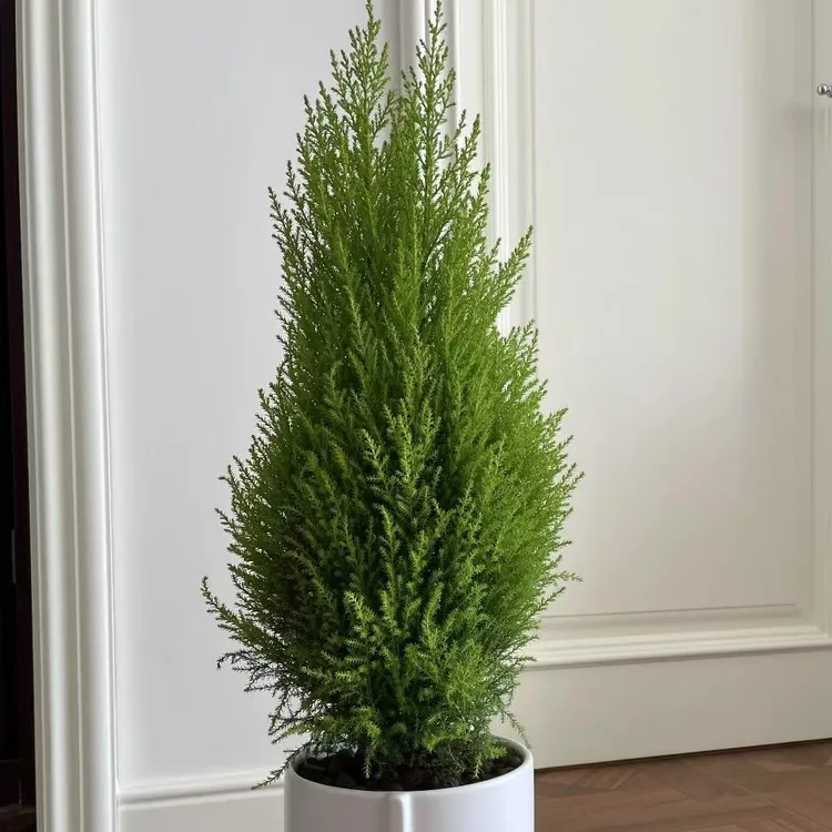 香松绿植盆栽多年生四季常青庭院阳台花境植物美观