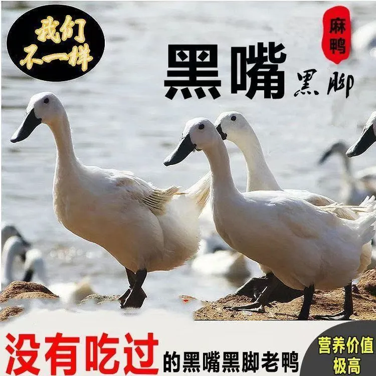 【买一送一】到手两只农村放养双黑麻鸭冷链发货