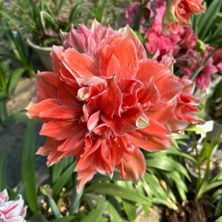 尼罗河的女儿-朱顶红种球室内栽种阳台盆栽花卉