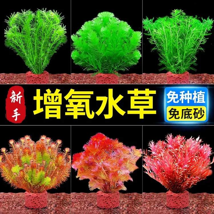 鱼缸懒人水草植物淡水有茎草缸造景水族箱中后景水草套餐水榕水草