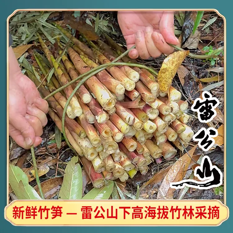 贵州新鲜带壳八月笋雷公山雷山特产方竹秋笋包邮