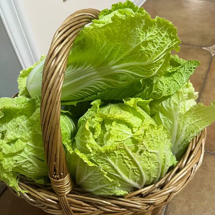 湖南本地新鲜青菜白菜绿菜白菜软白菜白菜新鲜青菜3斤5斤农产品