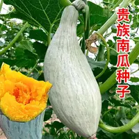 【满五包包邮】粉糯贵族南瓜种子甜糯香栗贝贝南瓜种籽春夏秋四季