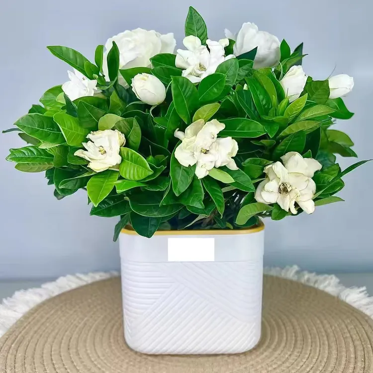 栀子花带花苞浓香型带花苞盆栽室内盆栽花卉四季开花浓香好养开花