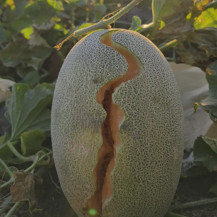 新疆哈密淖毛湖西州蜜哈密瓜脆甜多汁新鲜应季水果