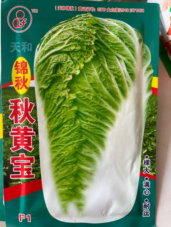 锦秋秋黄宝白菜种子