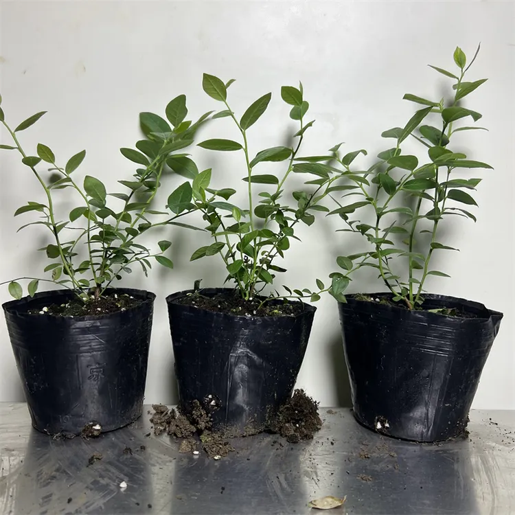 花香    f,6     法新 蓝莓苗  新手 庭院阳台盆栽  组培苗小钵