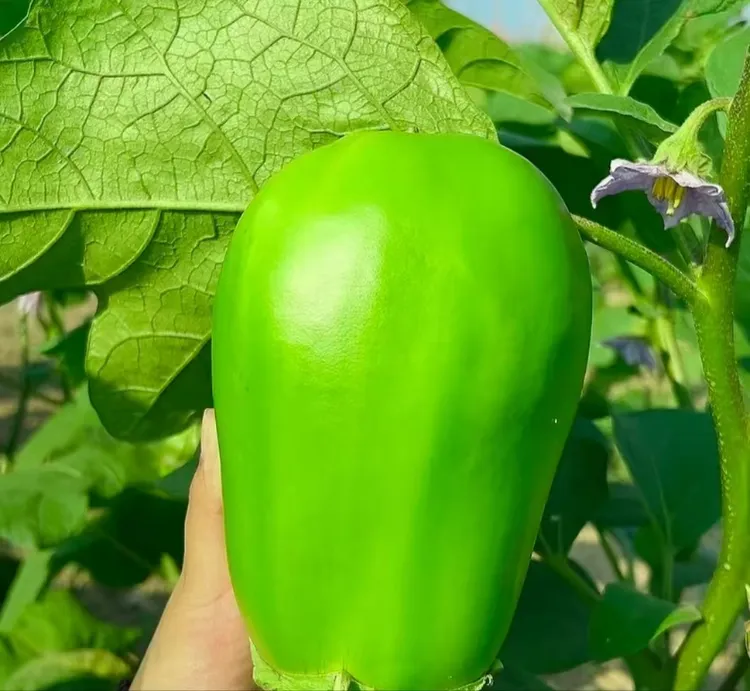 河南新鲜无籽青皮绿茄子鲜嫩可口可生吃当季蔬菜