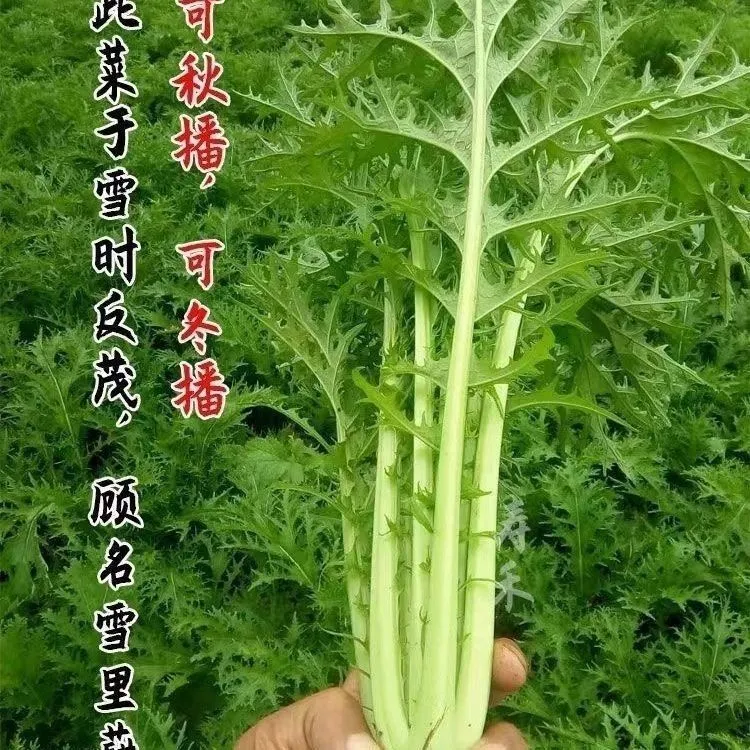 推荐正宗雪里红种籽九头鸟种子大叶排菜雪里蕻农家田园高产蔬菜种