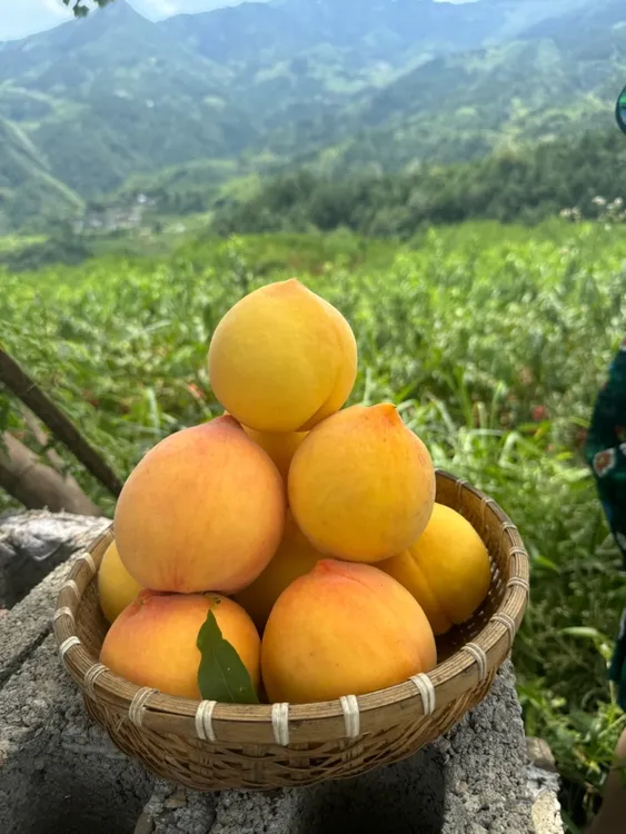 湖南辰溪高山黄桃（顺丰包邮）