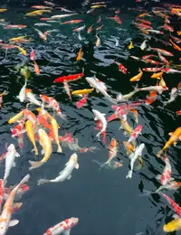 观赏鱼好养耐活锦鲤冷水鱼