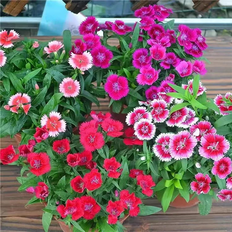 （新疆包邮）1000粒五彩石竹花种籽开花耐寒欧石竹多年生种子商品图