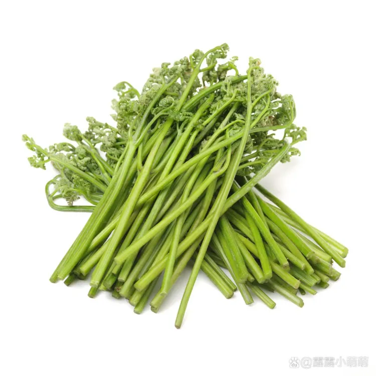 蕨菜贵州深山野生现采蕨菜