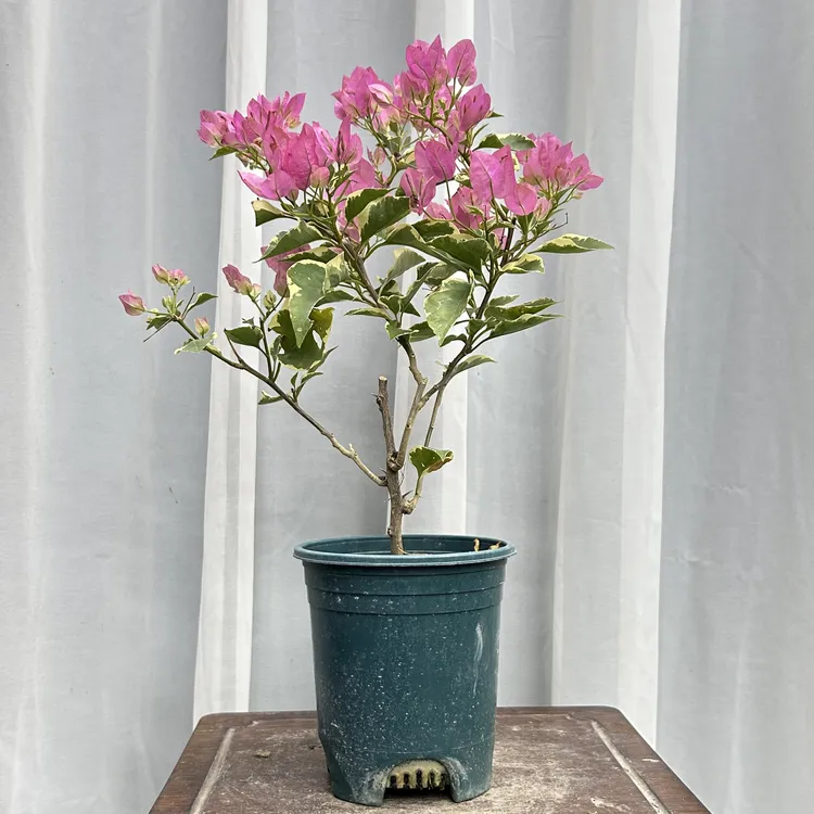 【蜡染粉】三角梅稀少四季勤花品种