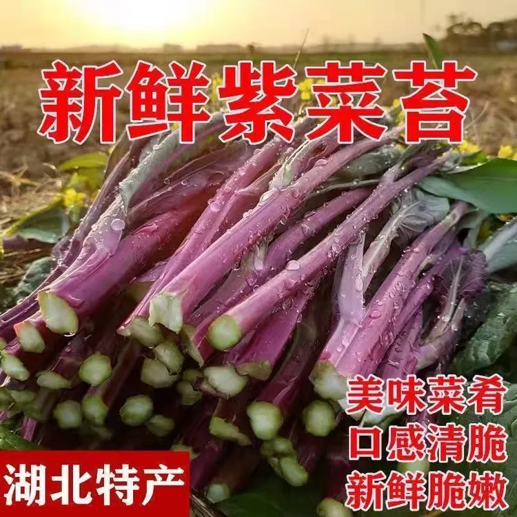 湖北新鲜紫菜苔新鲜红菜苔