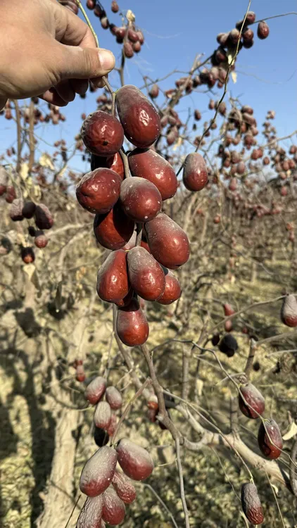 新疆和田大枣 二级三级混装 树上吊干