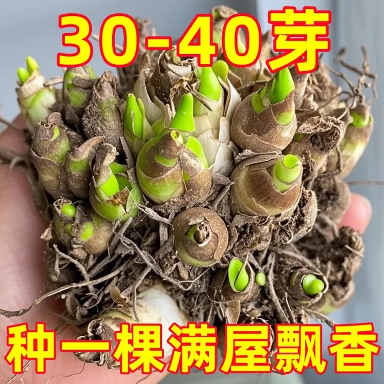 晚香玉种球根带多芽多年生重瓣大花球浓香型香水庭院阳台花卉盆栽