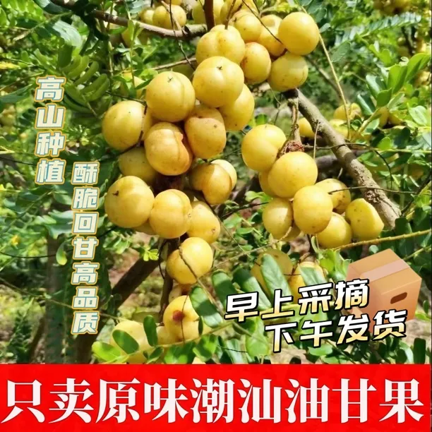 【原味不甜】潮汕新鲜采摘崩坎油甘果当季水果生吃回甘