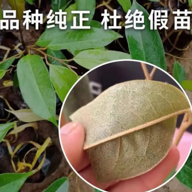 园艺绿植园林直播间一物一拍顺丰包邮直达