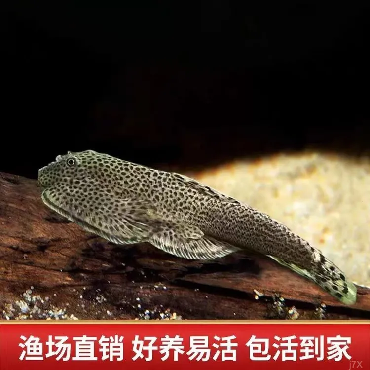 贵州工具鱼爬岩鳅双吸盘冷水底层清洁吸除粪便除藻观赏原生鱼耐寒