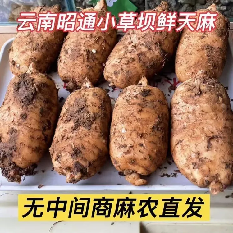 昭通小草坝新鲜黄皮天麻现挖乌天麻发货新鲜天麻