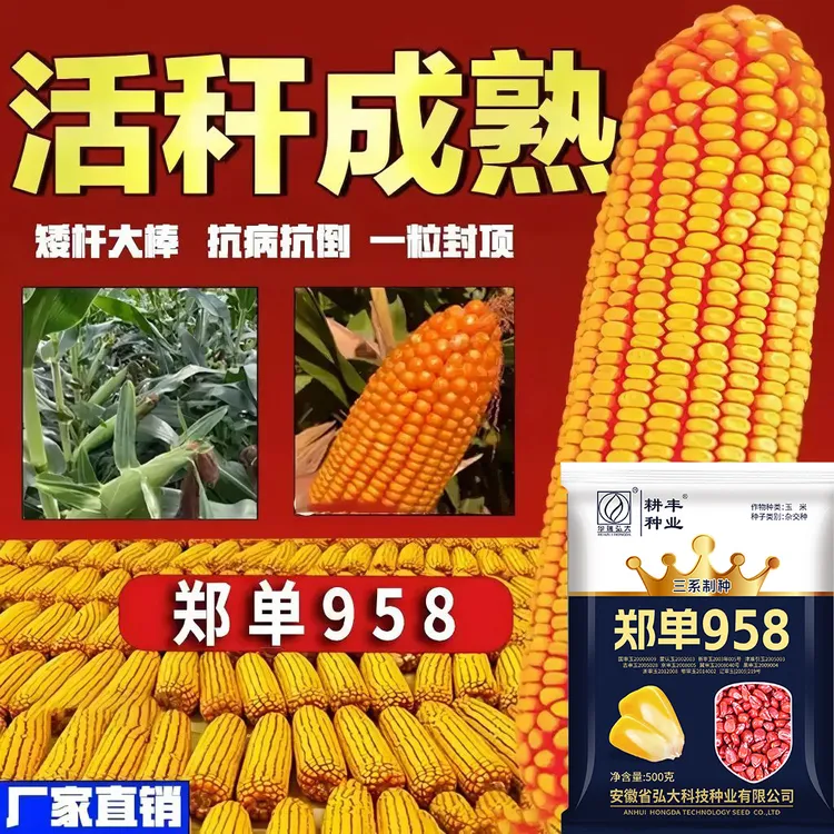 【科技进步一等奖】正品郑单958高产矮杆大棒玉米种子抗旱耐涝抗倒商品图
