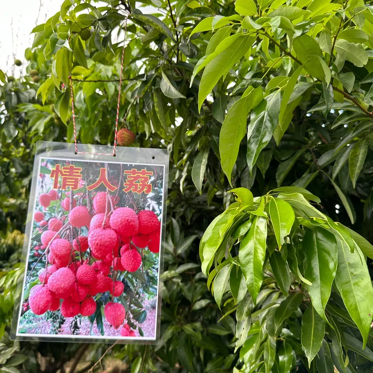 精选广西荔枝嫁接枝条 仙进奉情人荔桂味冰荔岭丰糯枝条 嫁接改良