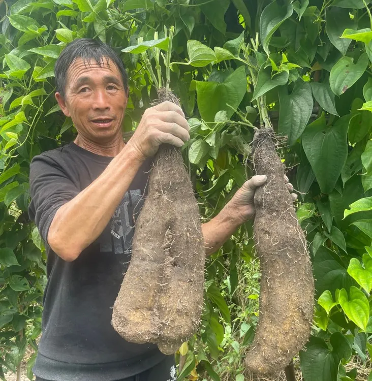 文成糯米山药(老品种)挖现发农家自种软糯Q弹原生态的味道
